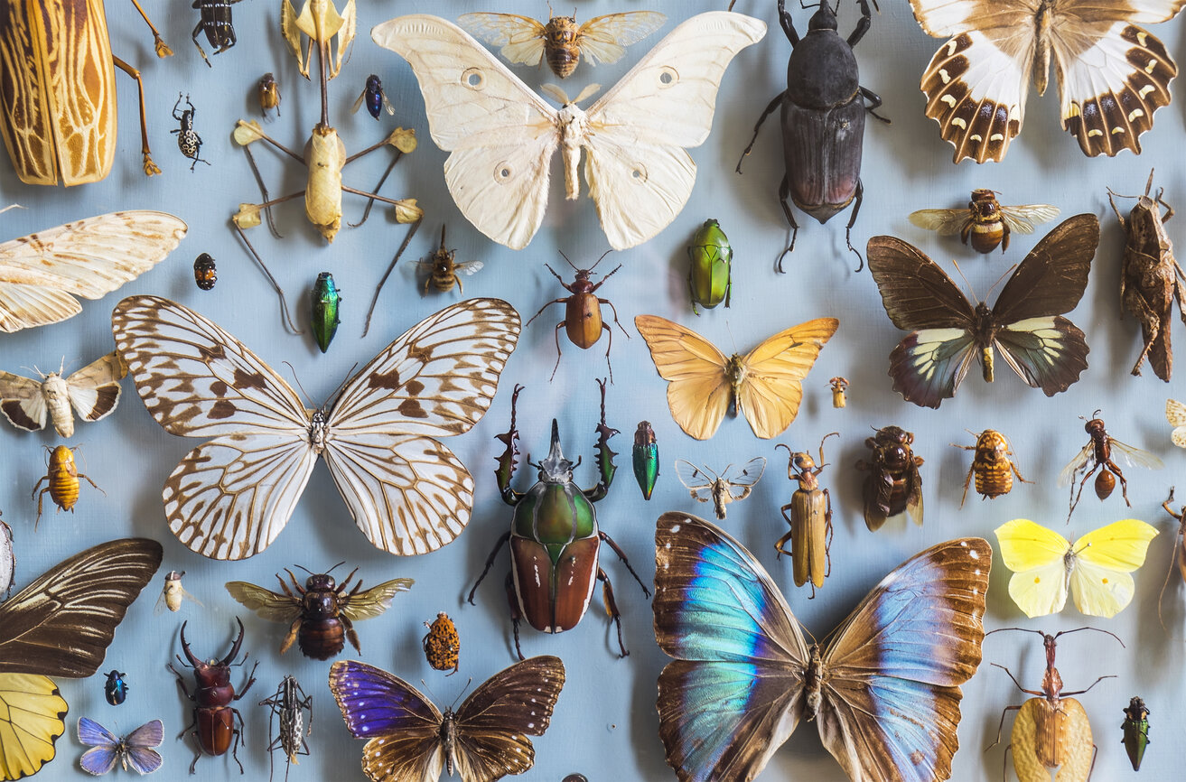 preserved insects in glass case